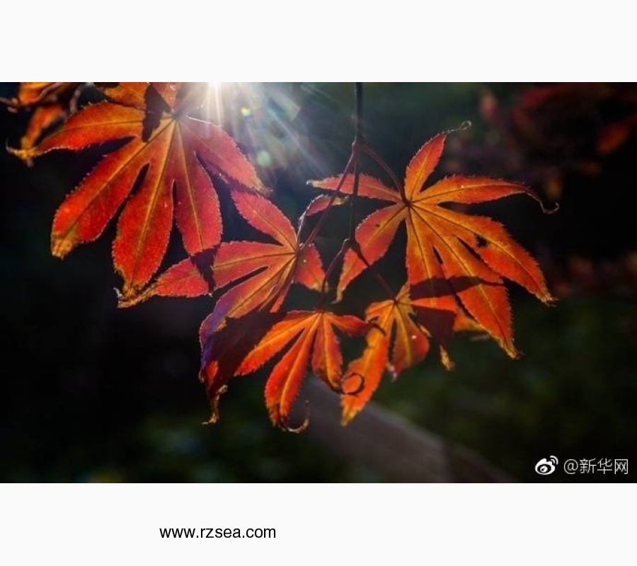 我对《云南白药》的观察 宋友谅